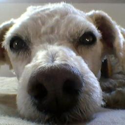 enfermeria, pos graduada em cardiologia, corinthiana, amo meu cachorro floquinho