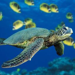 DeusInscrutable's profile picture. Conservative. Constitutionalist. American. The Conservative in the Rough. Writer. Listener. Reader. #tcot