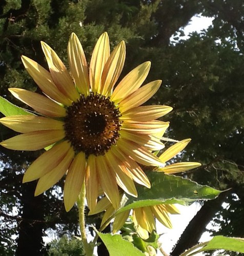 jhdodson76's profile picture. daughter, sister, third generation college student, Greek, educator, wife, professional, favorite aunt, and long time volunteer.  ENFP