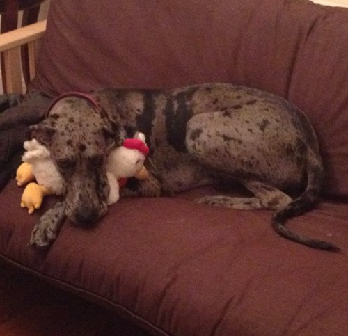 EvaPoopybutt's profile picture. Just a slow moving Poop in a fast paced world. Thank God I have a Beauregard!