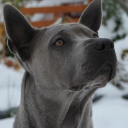 I love Thai ridgeback...Thai ridgeback are my life...
I am a Thai ridgeback dog breeder.
FCI kennel MightyThai by LA :)