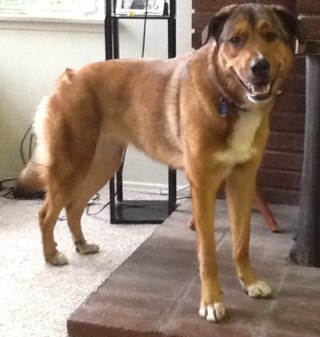 snowleopardtmv's profile picture. 