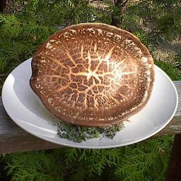 Wylie Mycologicals is an organic specialty mushroom facility which includes a mycological laboratory, spawn rooms and growing chambers.