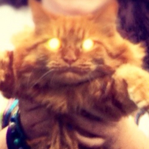 cats. cats. and more cats.