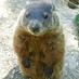 Gordon (@yorkugroundhog) Twitter profile photo
