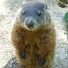YorkUGroundhog's profile picture. I'm chubby. I eat your lunch.