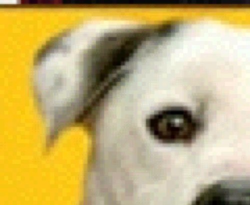 bunny_lagonsin's profile picture. 