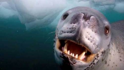 GrnThunderbird's profile picture. 