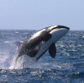 PursueSustain's profile picture. Join us @ Pursuit of Sustainability as we create a community of learners seeking to understand sustainability. We tweet to share info abt this complex topic.