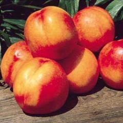 USFoodForests's profile picture. This page is geared towards the feeding of the poor and homeless by means of Public Planting. If you like this idea, please come join us.