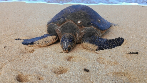 hdchix's profile picture. 