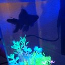 Carl Fish - @carlthegoldfish - Twitter