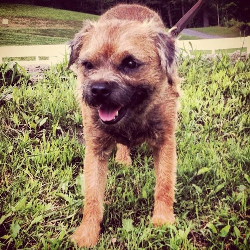 StuffBaxtersays's profile picture. I'm a Terrier, So I have lots of opinions. Interests include eating, sleeping and being in charge.