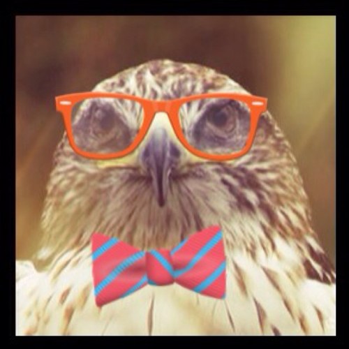hawkhipsters's profile picture. Livn that hesh lyfe.