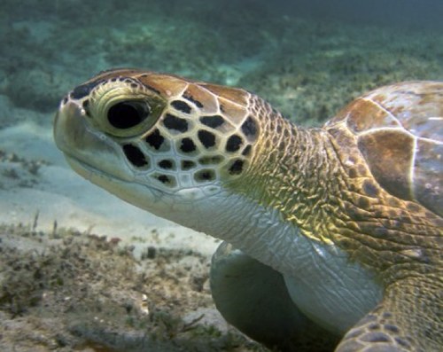 Journalist. Photographer. Diver. Snorkeler. Fisherman. Steward of the ocean.