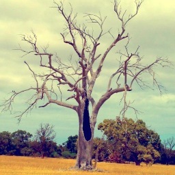 AniMousey's profile picture. 