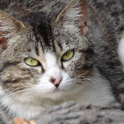 hiroshimorimot1's profile picture. Linux歴は１９９５年6月頃より.趣味、今は登山、奈良の大峰山系その他色々。je3uhd