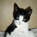 Layla Brewer - @TerahNightwind - Twitter