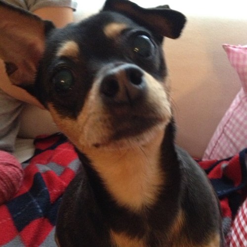 OshawaIchiban's profile picture. 