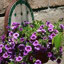 Sandy Franks - @sfazusa - Twitter