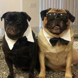 bustererniepugs's profile picture. Ms. Viola & Company..that is Pug company :D . I'm a proud pug mom of 2 super cool pugs (Ernie & Buster), who think they run the show, including my twitter acct