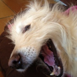 Fransoadesbois's profile picture. Mammifère omnivore bibliophage Membre du Parti de Gauche