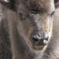 Reserva del Bisonte (@bisonteeuropeo) 's Twitter Profile