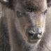 Reserva del Bisonte (@bisonteeuropeo) Twitter profile photo