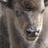 BisonteEuropeo's profile image