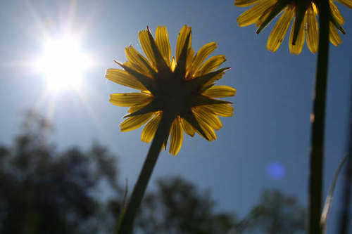 strandaren's profile picture. 