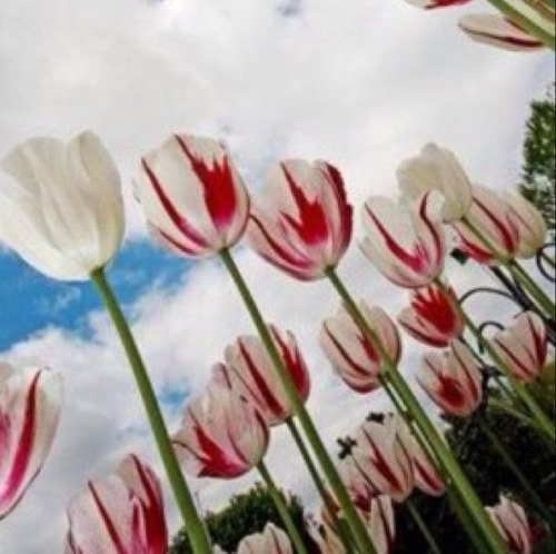 tota774's profile picture. 