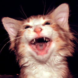 On Funny Cats Video Clips the most hilarious cat videos are shared. http://t.co/DtPgu3LK