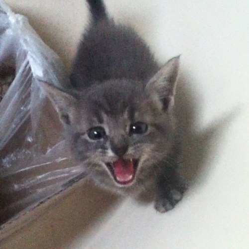 XD follow me, i follow everyone! I dont come on very much, i draw, text, am a gamer like toby and pewdewpie! Kittens rule. Problem?? Kik: I_careless .. :I