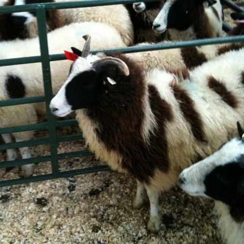 ByrneLoraine's profile picture. Systemic Psychotherapist (Family Therapist) & Social Worker. Interested in adult safeguarding, birth trauma, bereavement, attachment and sheep.