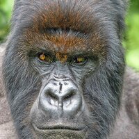 derrick nkera (@kisoro) 's Twitter Profile