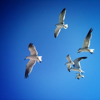 alasdemaru's profile picture. Vivo con ELA. Disfruto la segunda oportunidad que me ofrece e intento ayudar a otros a vivir mejor.  
Facebook: alasdemaru