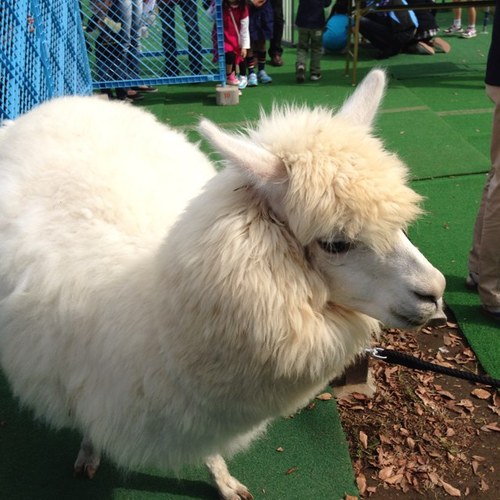 alpaca_me's profile picture. そろそろ秋かな