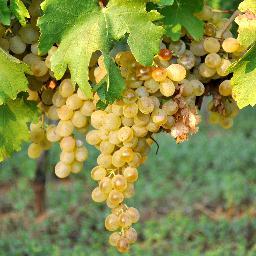 Writers in the Winery
La cultura del vino fa bene all'Italia