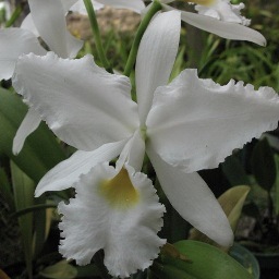 justeatveggies's profile picture. Vegan, PBWFOF, Political junkie, Cornell University alumni, Master Gardener, Reading, Cooking, Wine, Travel, Stained Glass, Orchids