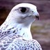 ابو خالد المانع (@20076ss) Twitter profile photo