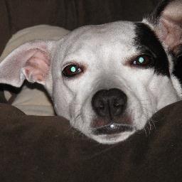 Beelunabee's profile picture. 