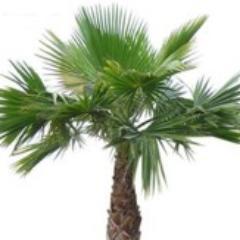 WE HAVE 30,00 PALM TREES IN STOCK - PHOENIX ARIZONA - VOLUME PRICING - WASHINGTONIA ROBUSTA VARIETY