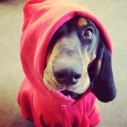 coonhoundkelly's profile picture. Carolina Coonhound Rescue Founder. Wife and Mother :)