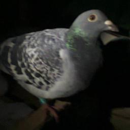 Loving life and shitting on carpets. The life of a pet pigeon. With the help of five sets of human hands: my friends A, T, A, I and E