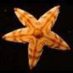 Andromede95 Profile Picture