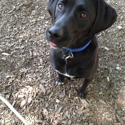 writer, producer, VO artist, audiobook narrator, aka #CJBloom, baker, lover of dogs, #carlyrobins