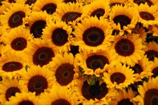 tinaflynn04's profile picture. 