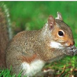 ISUSquirrels's profile picture. Just the common squirrel inhabiting the Iowa State University campus