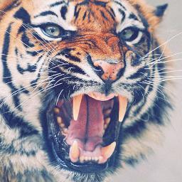 hanafee83's profile picture. 