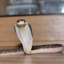 Lee Reeve - @Venomouskeeper - Twitter